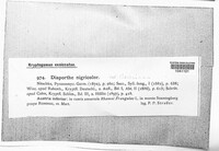 Diaporthe syngenesia image